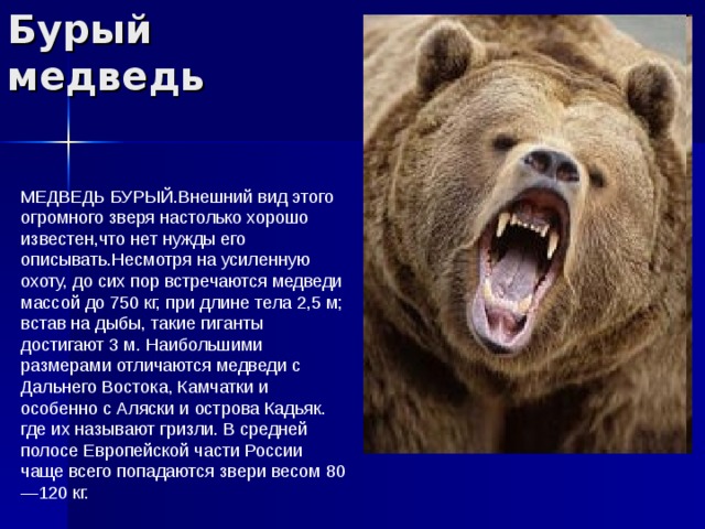 Какой медведь сильнее. Бурый медведь Размеры. Бурый медведь характеристика. Форма тела медведя. Гризли и бурый медведь.