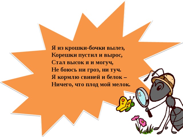 Я из крошки-бочки вылез, Корешки пустил и вырос, Стал высок я и могуч, Не боюсь ни гроз, ни туч. Я кормлю свиней и белок – Ничего, что плод мой мелок.  