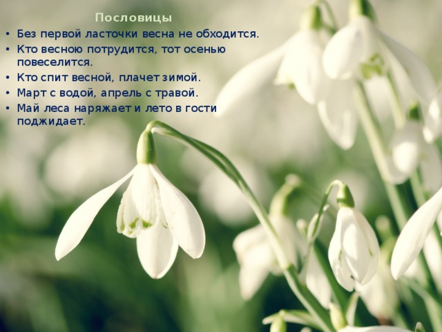 Пословицы Без первой ласточки весна не обходится. Кто весною потрудится, тот осенью повеселится. Кто спит весной, плачет зимой. Март с водой, апрель с травой. Май леса наряжает и лето в гости поджидает. 