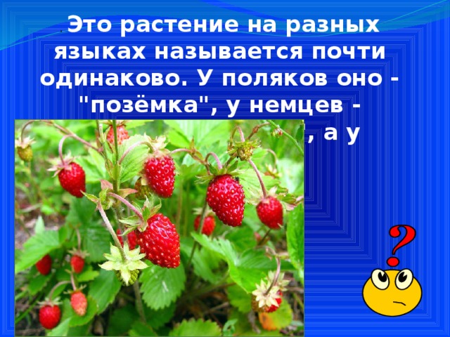 Почти одинаковый. Это растение на разных языках называется почти одинаково. Трава на разных языках. Поземка у Поляков. Какая ягода по польски называется поземка.