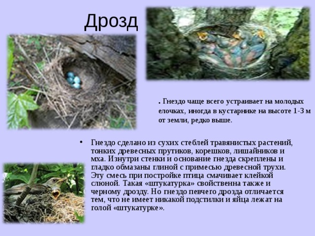 Птицы гнезда на земле. Птица строит гнездо. Птицы которые вьют гнезда на земле. Гнездо на земле. Чьи гнезда на земле.