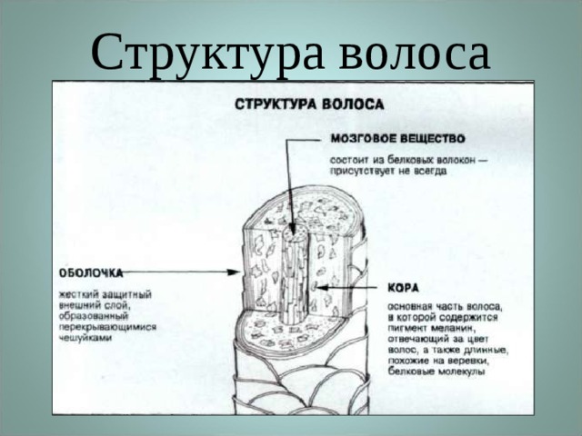 Структура волоса 