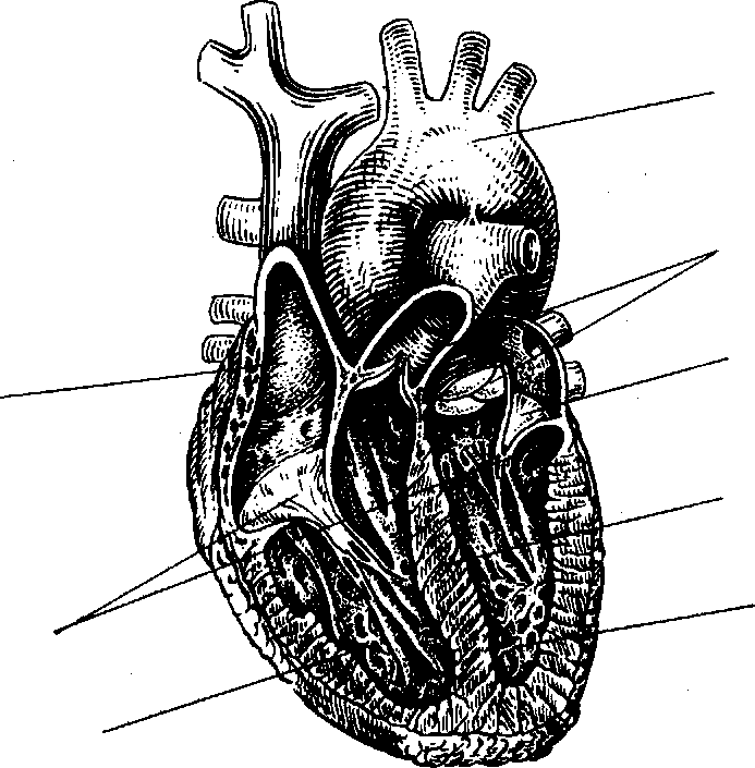 Какая структура сердца человека изображена на рисунке. Строение сердца. Зарисовка строения сердца. Части сердца анатомия. Сердце в разрезе.
