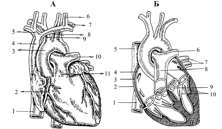 Какая структура сердца человека изображена на рисунке. Схема сердца физиология. Физиологическое строение сердца. Строение сердца схема без подписей. Строение сердца человека без подписей.