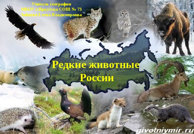 Учитель географии МБОУ г.Иркутска СОШ № 73 Зайцева Елена Владимировна Редкие животные  России 