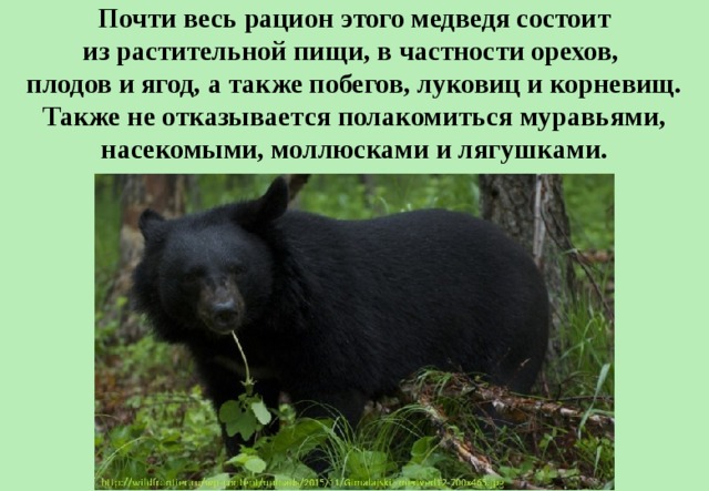 Почти весь рацион этого медведя состоит из растительной пищи, в частности орехов,  плодов и ягод, а также побегов, луковиц и корневищ. Также не отказывается полакомиться муравьями, насекомыми, моллюсками и лягушками. 
