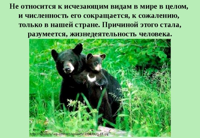 Не относится к исчезающим видам в мире в целом,  и численность его сокращается, к сожалению,  только в нашей стране. Причиной этого стала, разумеется, жизнедеятельность человека. 