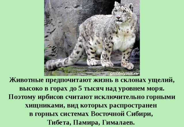 Животные предпочитают жизнь в склонах ущелий, высоко в горах до 5 тысяч над уровнем моря. Поэтому ирбисов считают исключительно горными хищниками, вид которых распространен в горных системах Восточной Сибири, Тибета, Памира, Гималаев.  
