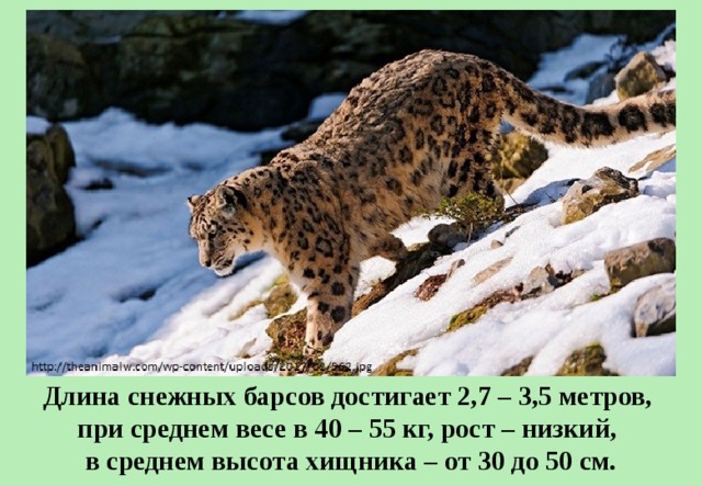 Длина снежных барсов достигает 2,7 – 3,5 метров, при среднем весе в 40 – 55 кг, рост – низкий, в среднем высота хищника – от 30 до 50 см. 