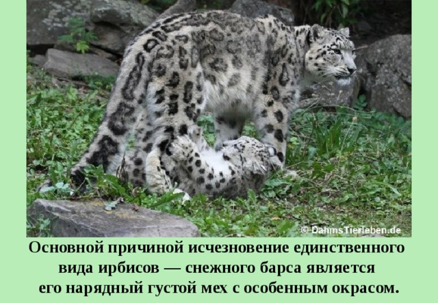 Основной причиной исчезновение единственного вида ирбисов — снежного барса является его нарядный густой мех с особенным окрасом. 
