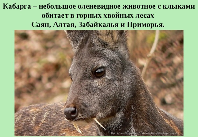 Кабарга – небольшое оленевидное животное с клыками обитает в горных хвойных лесах Саян, Алтая, Забайкалья и Приморья.  