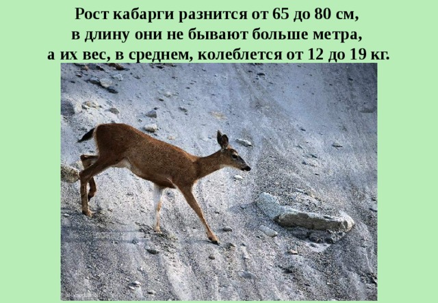 Рост кабарги разнится от 65 до 80 см, в длину они не бывают больше метра, а их вес, в среднем, колеблется от 12 до 19 кг. 