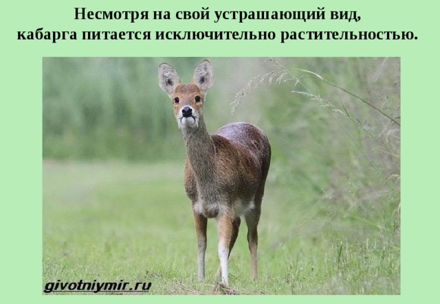 Несмотря на свой устрашающий вид, кабарга питается исключительно растительностью.  