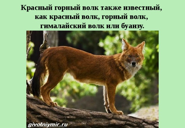 Красный горный волк также известный,  как красный волк, горный волк,  гималайский волк или буанзу. 