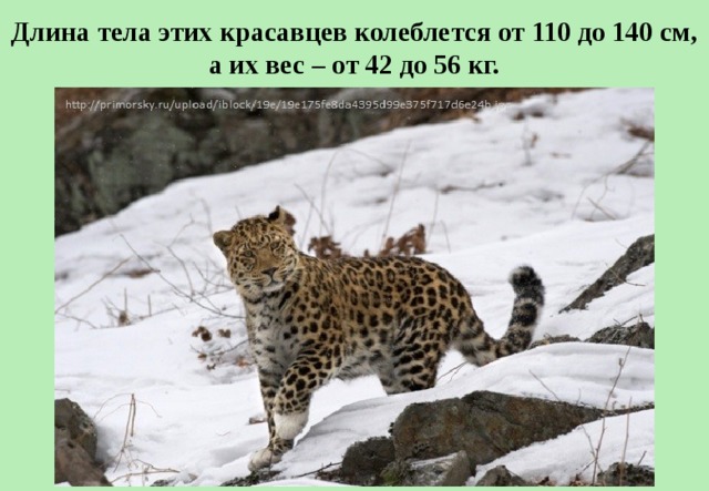 Длина тела этих красавцев колеблется от 110 до 140 см, а их вес – от 42 до 56 кг. 