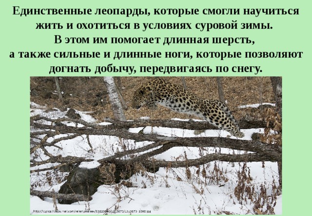 Единственные леопарды, которые смогли научиться жить и охотиться в условиях суровой зимы. В этом им помогает длинная шерсть, а также сильные и длинные ноги, которые позволяют догнать добычу, передвигаясь по снегу. 