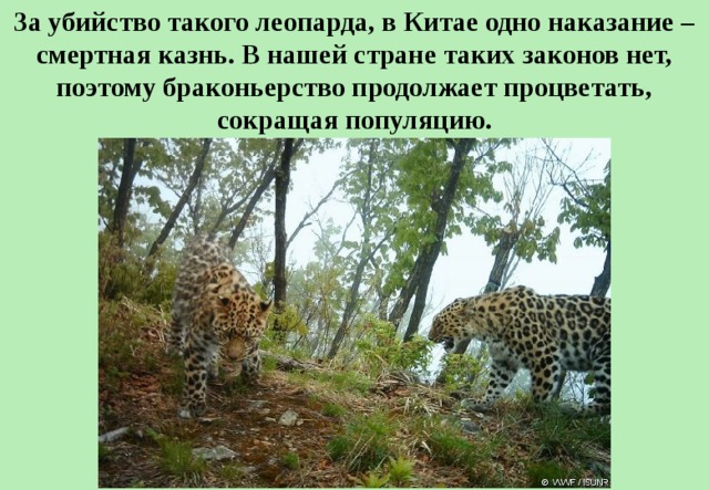 За убийство такого леопарда, в Китае одно наказание – смертная казнь. В нашей стране таких законов нет, поэтому браконьерство продолжает процветать, сокращая популяцию. 