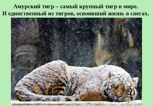 Амурский тигр – самый крупный тигр в мире. И единственный из тигров, освоивший жизнь в снегах.  