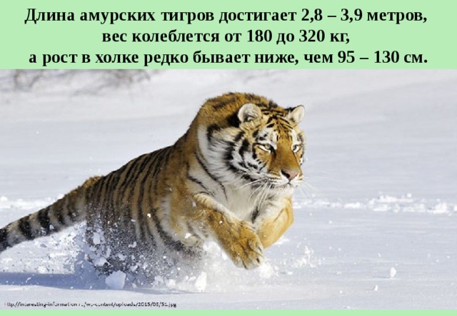 Длина амурских тигров достигает 2,8 – 3,9 метров, вес колеблется от 180 до 320 кг, а рост в холке редко бывает ниже, чем 95 – 130 см. 