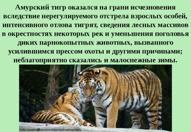 Под угрозой сейчас находится большинство оставшихся высших видов растений и животных план текста