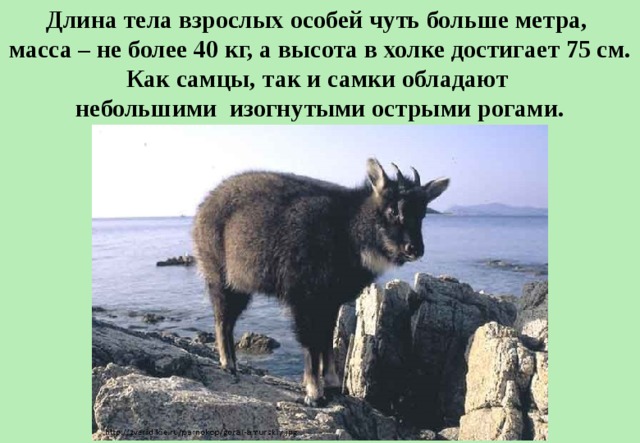 Длина тела взрослых особей чуть больше метра, масса – не более 40 кг, а высота в холке достигает 75 см. Как самцы, так и самки обладают небольшими изогнутыми острыми рогами. 