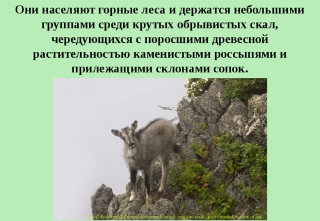 Они населяют горные леса и держатся небольшими группами среди крутых обрывистых скал, чередующихся с поросшими древесной растительностью каменистыми россыпями и прилежащими склонами сопок. 