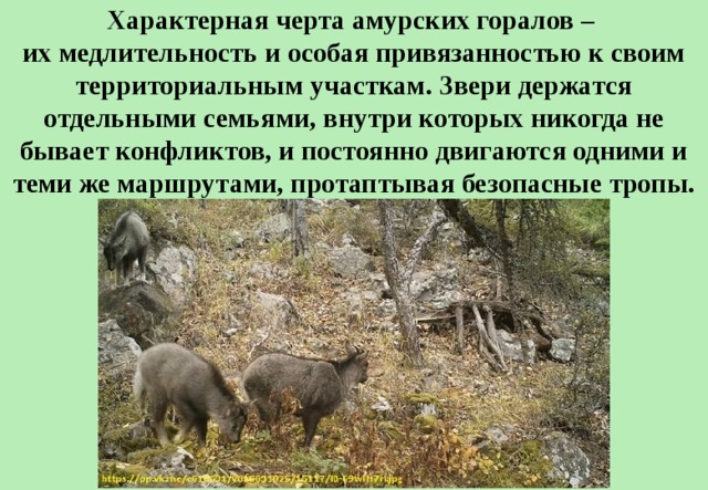 Характерная черта амурских горалов – их медлительность и особая привязанностью к своим территориальным участкам. Звери держатся отдельными семьями, внутри которых никогда не бывает конфликтов, и постоянно двигаются одними и теми же маршрутами, протаптывая безопасные тропы. 