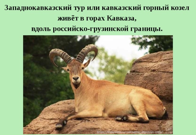 Западнокавказский тур или кавказский горный козел живёт в горах Кавказа, вдоль российско-грузинской границы.  