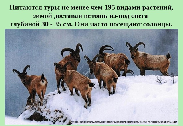 Питаются туры не менее чем 195 видами растений, зимой доставая ветошь из-под снега глубиной 30 - 35 см. Они часто посещают солонцы. 