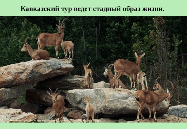 Кавказский тур ведет стадный образ жизни. 