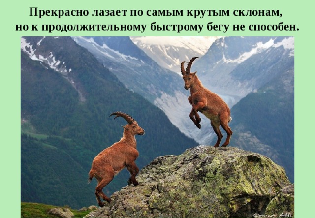 Прекрасно лазает по самым крутым склонам, но к продолжительному быстрому бегу не способен. 