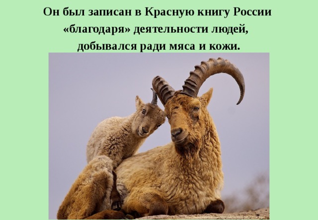 Он был записан в Красную книгу России «благодаря» деятельности людей,   добывался ради мяса и кожи. 