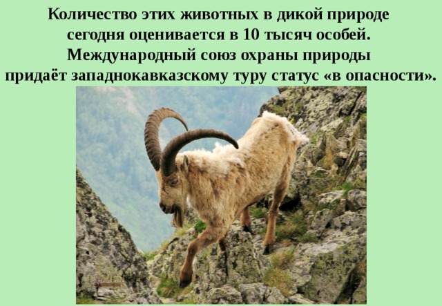 Количество этих животных в дикой природе  сегодня оценивается в 10 тысяч особей.  Международный союз охраны природы  придаёт западнокавказскому туру статус «в опасности». 