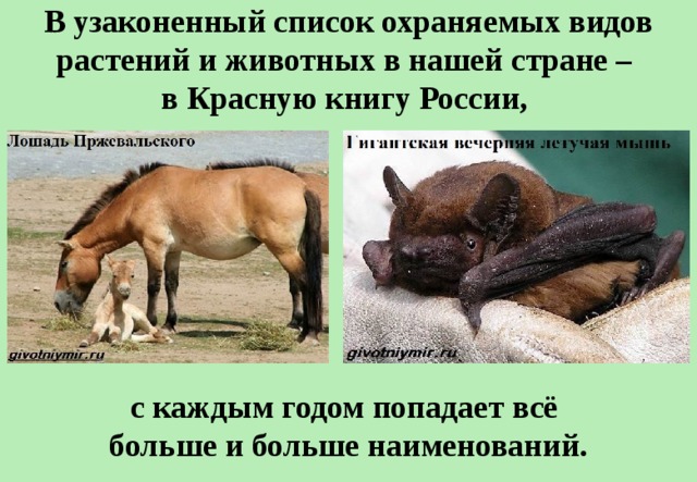 В узаконенный список охраняемых видов растений и животных в нашей стране –  в Красную книгу России, с каждым годом попадает всё  больше и больше наименований. 