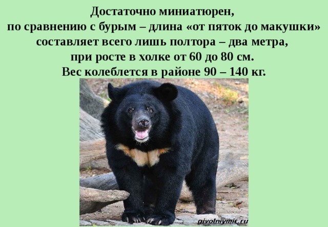 Достаточно миниатюрен,  по сравнению с бурым – длина «от пяток до макушки» составляет всего лишь полтора – два метра,  при росте в холке от 60 до 80 см.  Вес колеблется в районе 90 – 140 кг. 