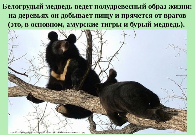 Белогрудый медведь ведет полудревесный образ жизни: на деревьях он добывает пищу и прячется от врагов (это, в основном, амурские тигры и бурый медведь). 