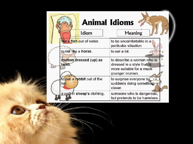 misshelen on X: Animal #idioms #cat #english #ingles #esl