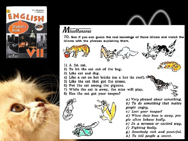 misshelen on X: Animal #idioms #cat #english #ingles #esl