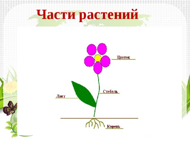 Части растения схема