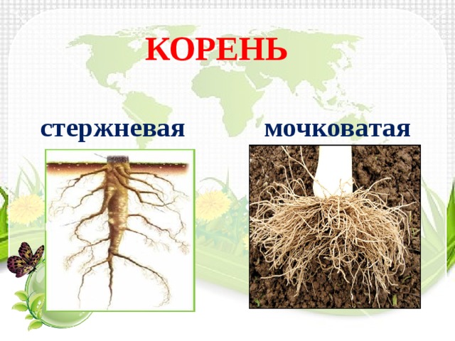 Где изображена мочковатая корневая система фото