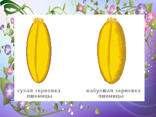 Плод зерновка. Сухие и набухшие семена пшеницы. Сухая и набухшая Зерновка пшеницы. Зерновка это в биологии 6 класс. Рельефная таблица 