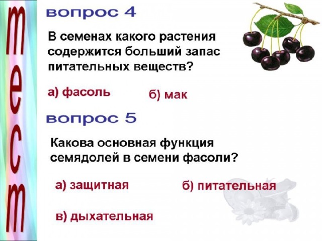 Питательные вещества в семени фасоли находятся. Запас питательных веществ в семени растения. Где питательные вещества у фасоли. Питательные вещества в семени. Запас питательных веществ у фасоли.