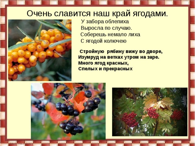 Очень славится наш край ягодами.  У забора облепиха  Выросла по случаю.  Соберешь немало лиха  С ягодой колючею  Стройную рябину вижу во дворе,  Изумруд на ветках утром на заре.  Много ягод красных,  Спелых и прекрасных    