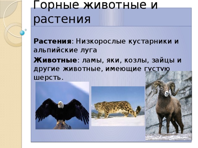 Горные животные и растения Растения : Низкорослые кустарники и альпийские луга Животные : ламы, яки, козлы, зайцы и другие животные, имеющие густую шерсть. 