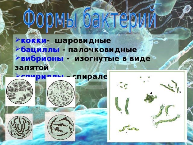 кокки - шаровидные бациллы - палочковидные вибрионы - изогнутые в виде запятой спириллы - спиралевидные 