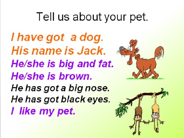 Write about a pet