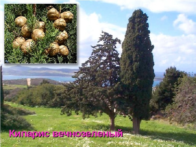 Кипарис вечнозеленый  