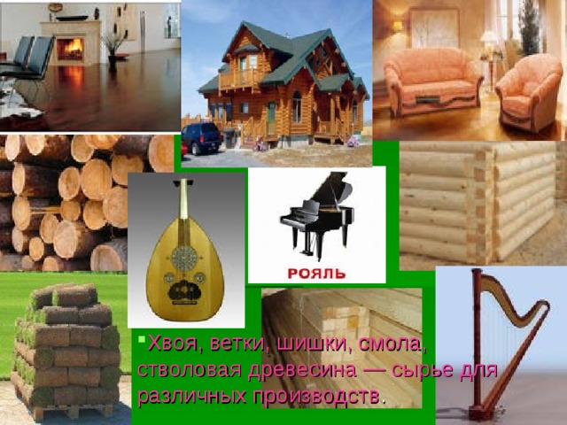 Хвоя, ветки, шишки, смола, стволовая древесина — сырье для различных производств .  