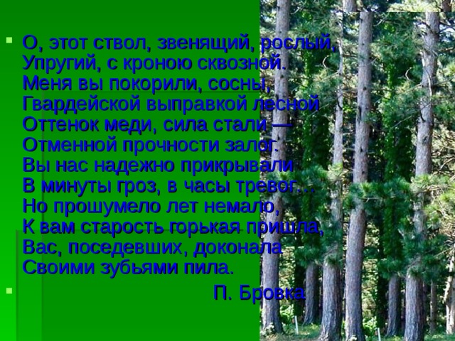 О, этот ствол, звенящий, рослый,  Упругий, с кроною сквозной.  Меня вы покорили, сосны,  Гвардейской выправкой лесной  Оттенок меди, сила стали —  Отменной прочности залог.  Вы нас надежно прикрывали  В минуты гроз, в часы тревог…  Но прошумело лет немало,  К вам старость горькая пришла,  Вас, поседевших, доконала  Своими зубьями пила.  П. Бровка 