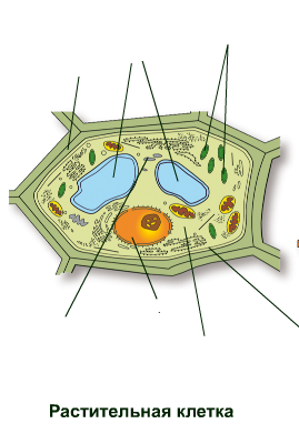 Покажите стрелками и подпишите на рисунке ядро хлоропласт клеточную стенку